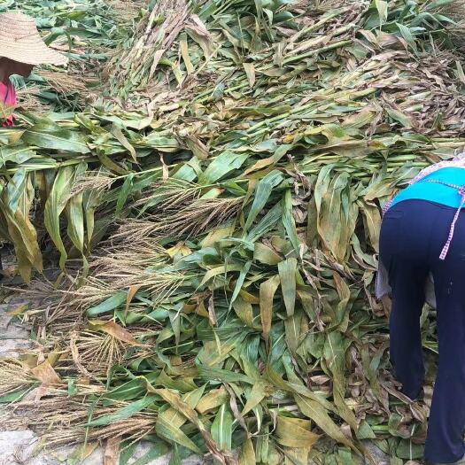 专业玉米杆青储料十年，方包压包保存时间长，冬季必囤