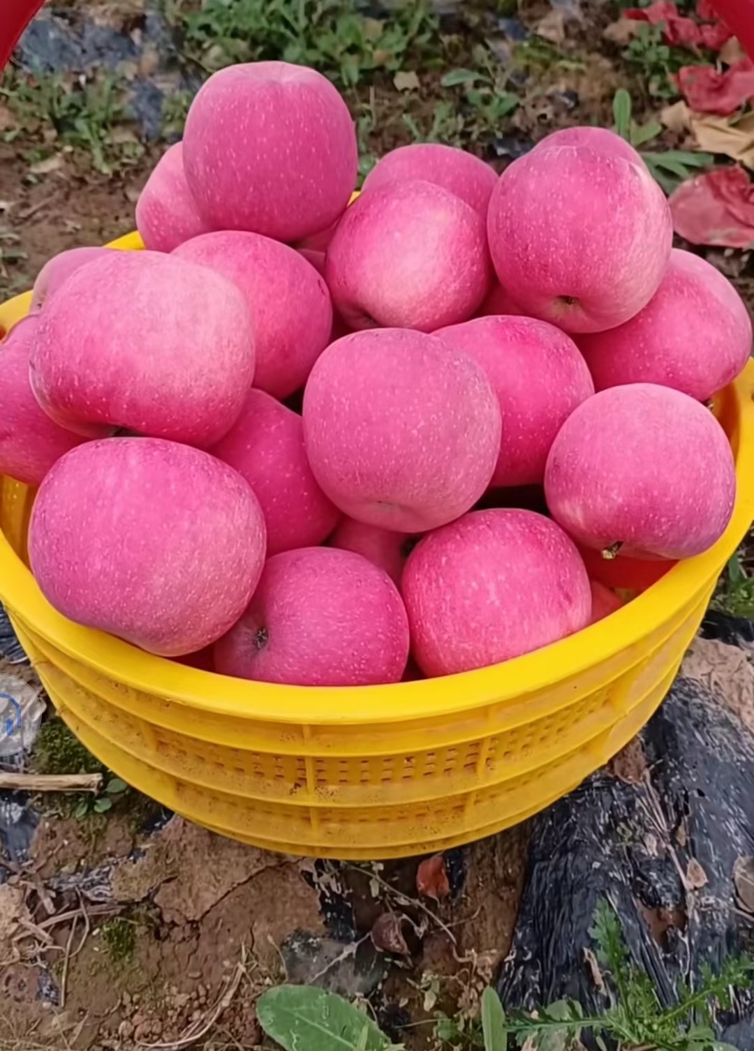 甘肃庆阳黄土高原红富士苹果