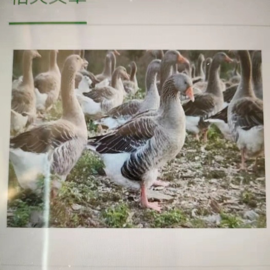 广水市活灰鹅   10斤左右湖北出产