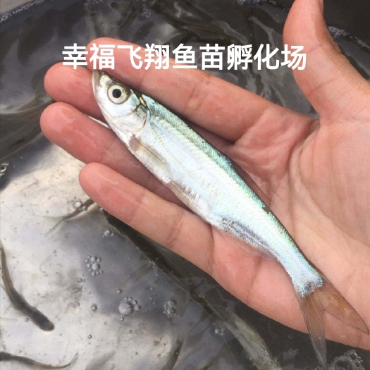 翘嘴红鲌 鱼苗  大白刁鱼苗 翘嘴白鱼苗 拉网不跳