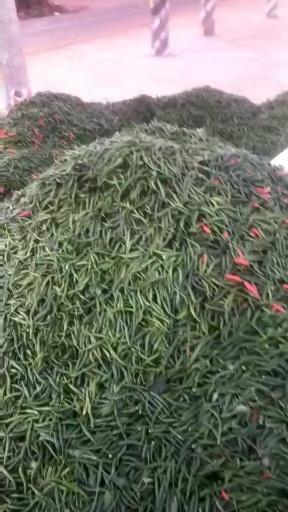 徐闻县朝天椒 小米(青)辣椒，已经大量上市场，需求货源的老板随时都有货源