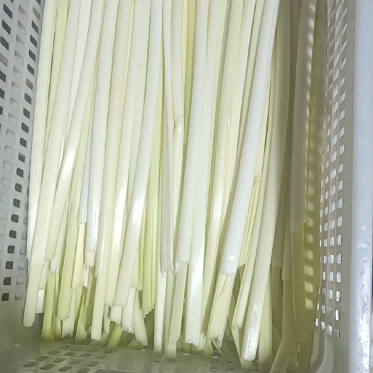 微山县 蒲菜