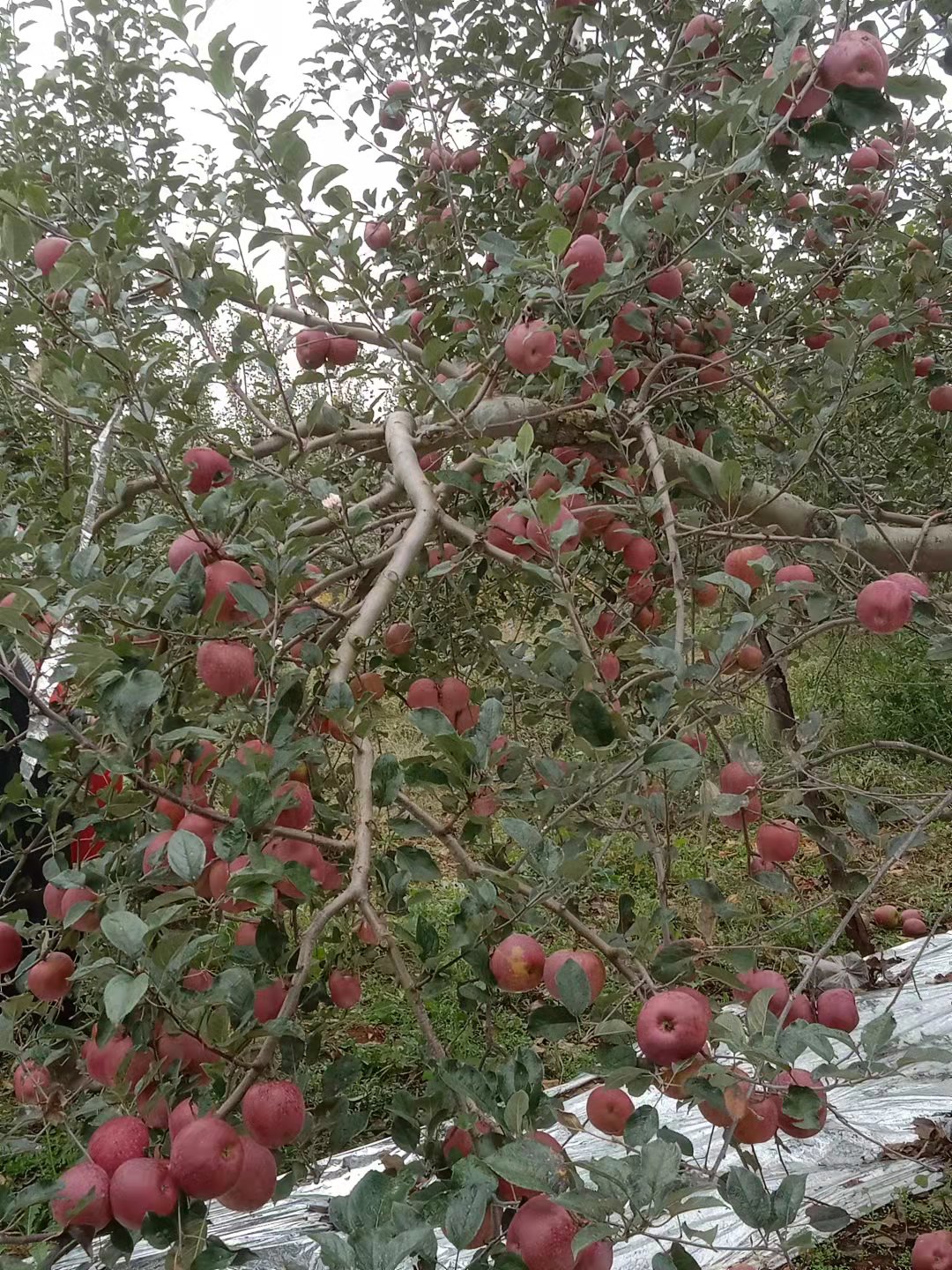 红富士苹果 云南高原昭通糖心苹果