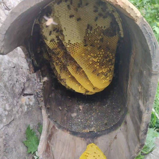 天全县百花蜜  想吃蜂蜜找我