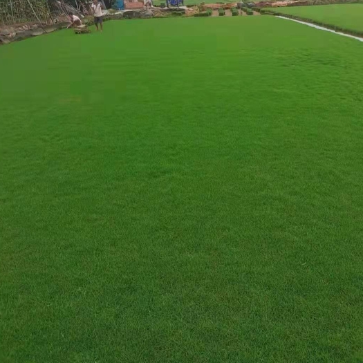 台山市草.马尼拉草
