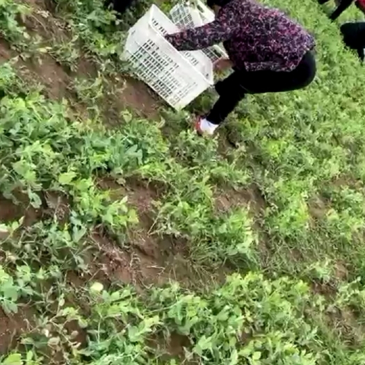 自贡豌豆苗 