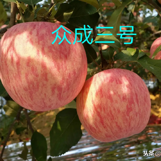 泰安乔化众成三号苹果苗条纹富士中晚熟苹果苗