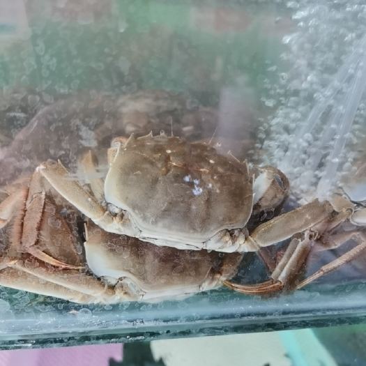 济宁 精品大闸蟹