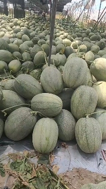 乐东县 海南晓密，哈密瓜，瓜地一手货源，质量保障