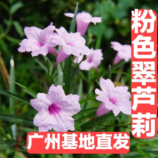 广州翠芦莉盆栽  粉色翠芦莉花盆栽 水养土培均可 耐寒耐旱秋冬可种好养