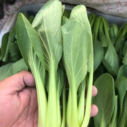 曹县上海青小油菜   ，奶白菜