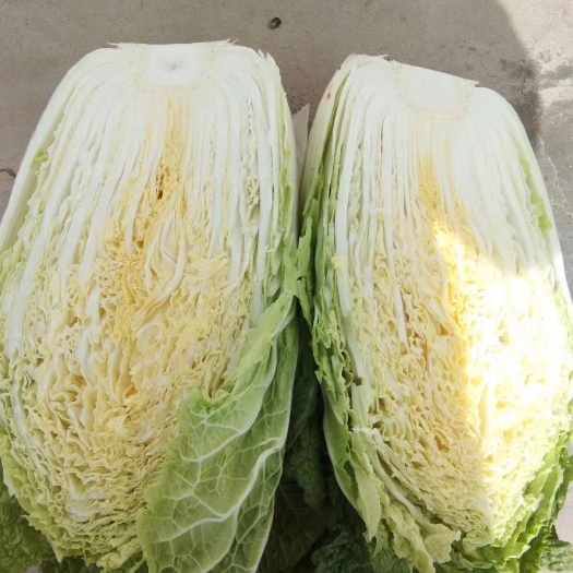 临洮县黄心大白菜 黄心白菜