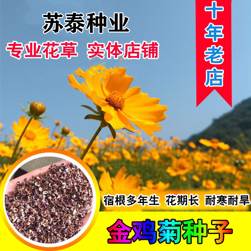 南京大花金鸡菊种子四季种野菊花种子花海绿化多年生宿根花草种子