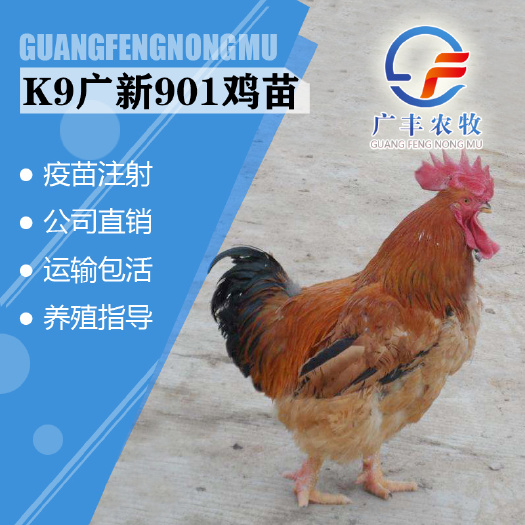 南宁K9鸡苗 k9快长速鸡苗 灰羽k9、882/k9、 901新