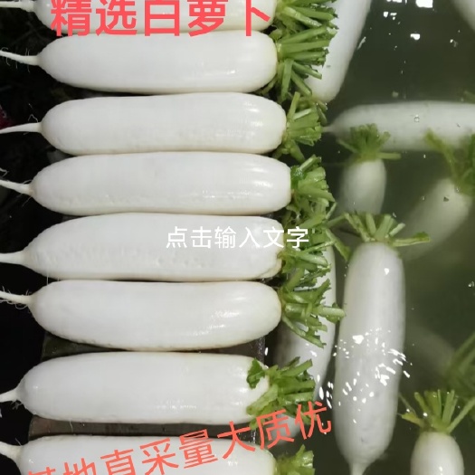 长阳县精品高山白萝卜，口味佳，市场优品