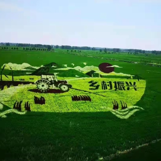 郯城县紫米 五彩旱稻   观光旅游  做稻田画
