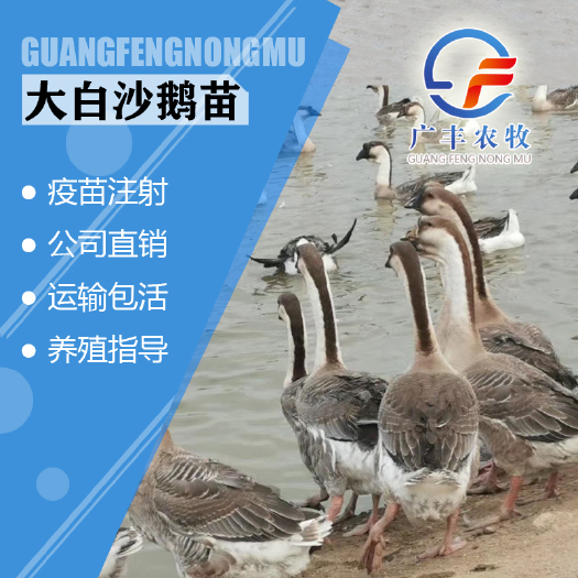 南宁正种大白沙鹅苗！场地直销 包疫苗包运损