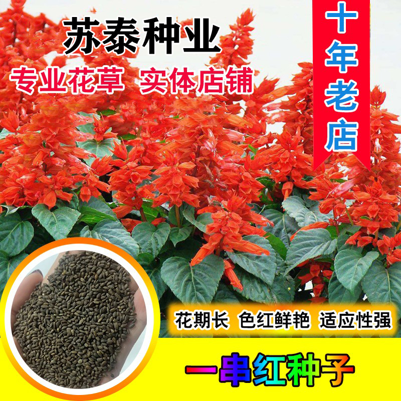 南京一串红种子四季播种的庭院易活花子矮串串红四季易种花籽耐寒花