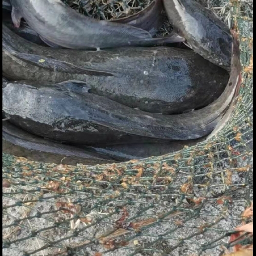 江陵县鲶鱼 埃及塘虱