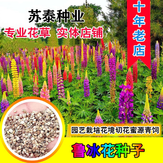 南京鲁冰花种子羽扇豆四季易种庭院阳台花卉四季易种花草籽花海花种
