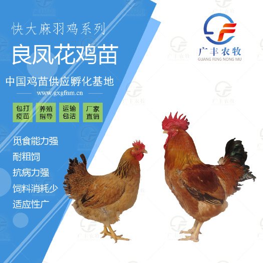 南宁快大良凤花鸡苗 麻红鸡苗快大型良凤花鸡大种鸡苗全国托运