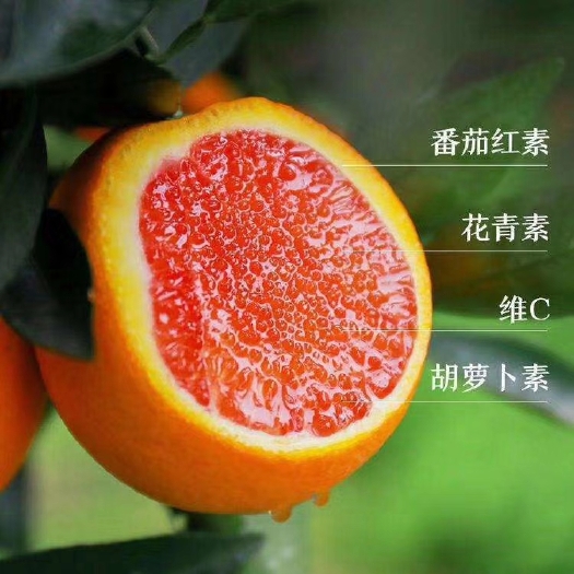 秭归县红橙  中华红脐橙产地大量供货中，皮薄多汁，口感好，肉红多汁