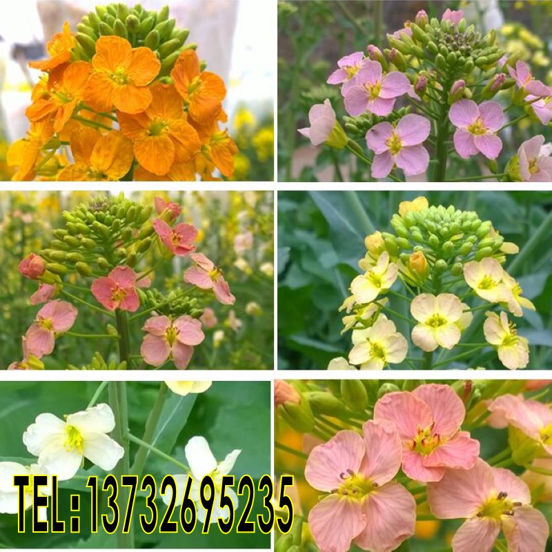 油菜籽种子 新品彩色油菜花种子观赏花海花坛庭院种植春夏秋播种