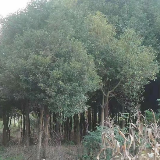 南宁 香樟树