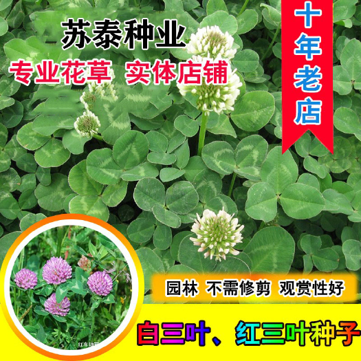 南京优质红三叶草种子白三叶草种子四季多年生种籽果园林绿化阳台庭