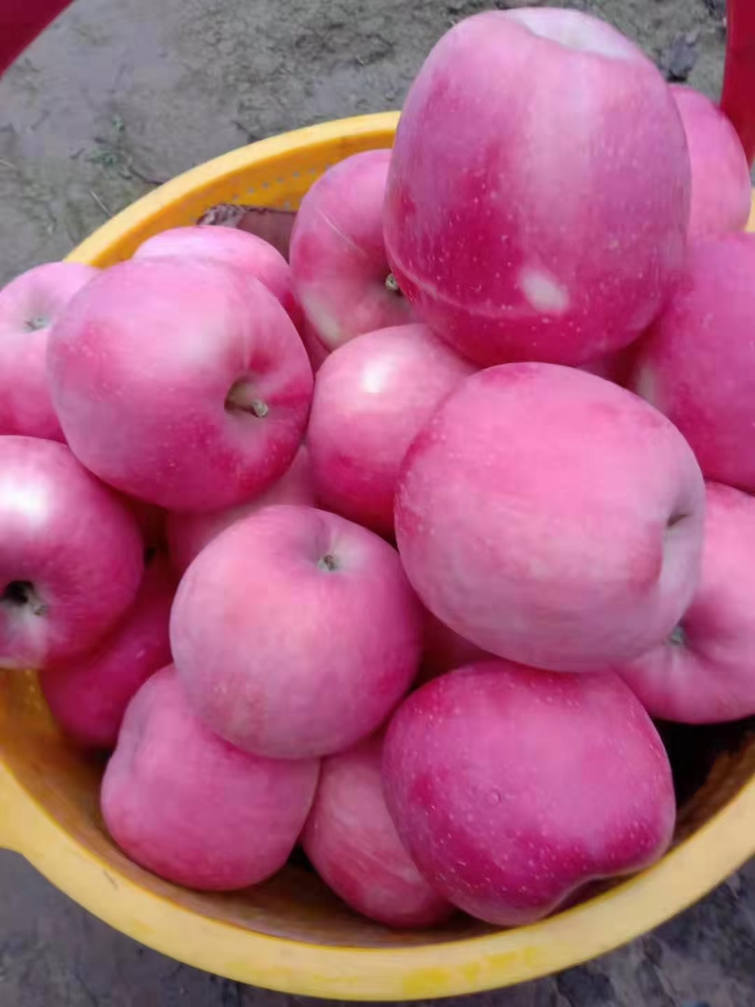 红富士苹果  天水冰糖心红富士，又甜又脆又实惠，产地直销有机苹果天然无公害