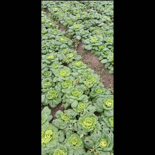 怀远县黄心乌  小棵精品黄心菜