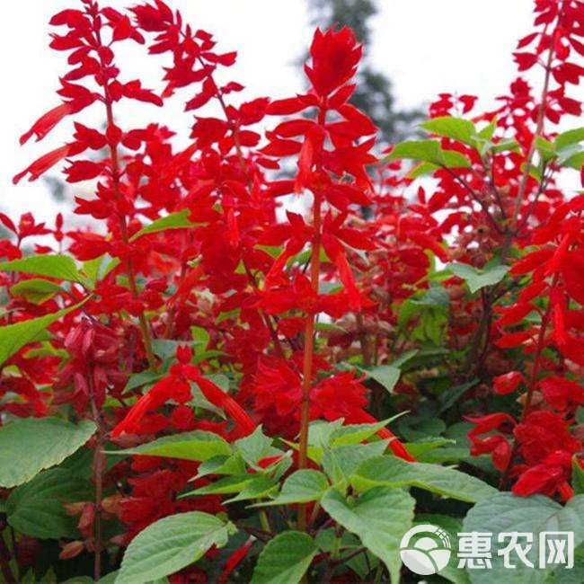 一串红种子四季播种的庭院易活花子矮串串红四季易种花籽耐寒花
