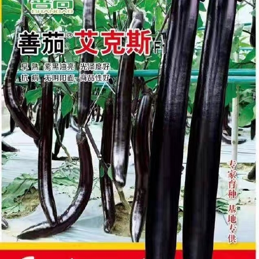 余干县茄子种子 艾克斯早熟茄子，无阴阳面，商品性好，基地专用，各种茄子