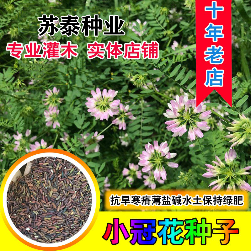 南京小冠花种子多变护坡固土花卉绿化工程地被植物庭院四季播易成活