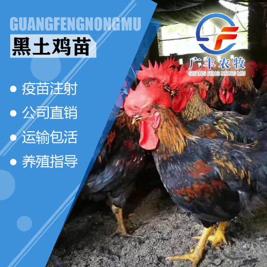 南宁正宗黑土鸡苗 正宗厂家直销 黑鸡苗中速黑鸡包运输成活包疫苗