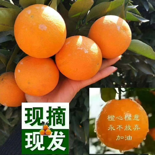 纽荷尔脐橙  纽合尔产地供货，看园采货，皮薄多汁，口感好，色泽鲜亮