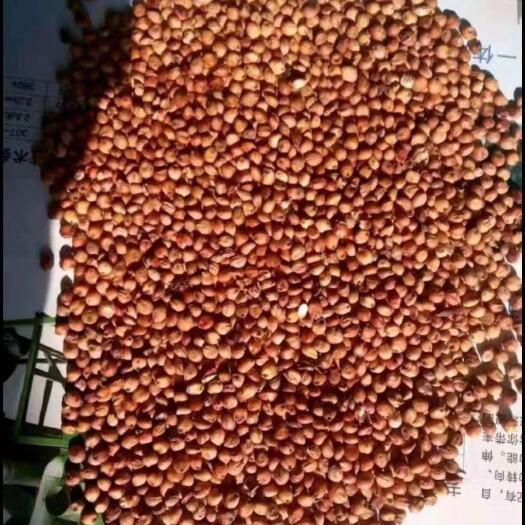兴隆县 酿酒高粱