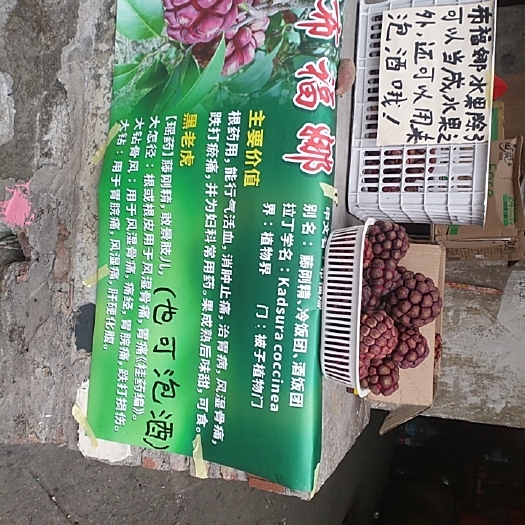 桂林 黑老虎