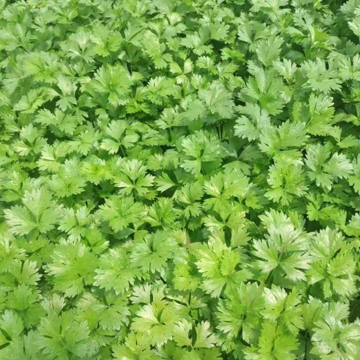 通海县芹菜苗  西芹苗