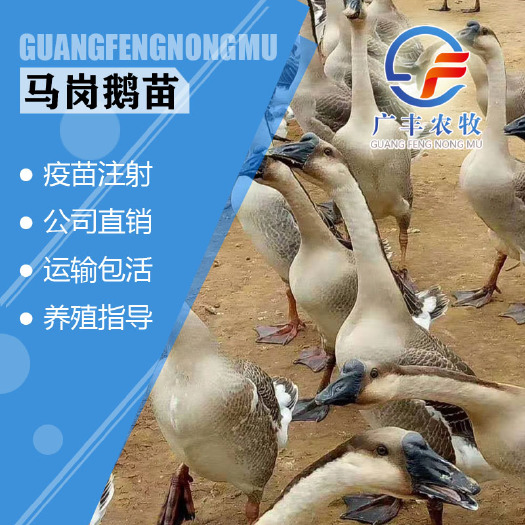 南宁马岗鹅苗  优选马冈鹅苗 出壳包打疫苗 包运输品相正 易养活
