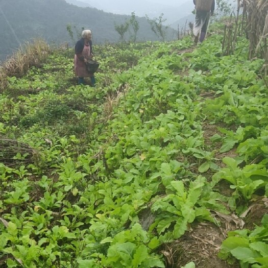 重庆市白萝卜 重庆市重庆市綦江区 1.5~2斤
