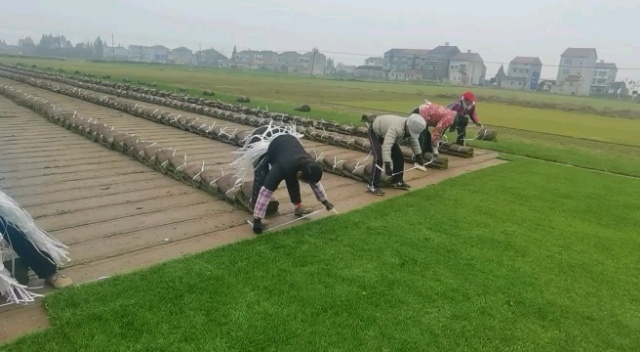 监利市果岭草  四季青