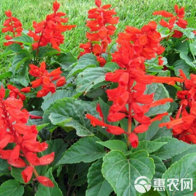 一串红种子四季播种的庭院易活花子矮串串红四季易种花籽耐寒花