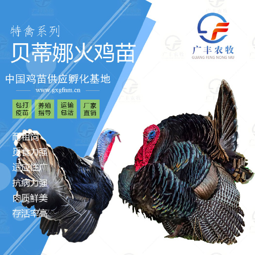 南宁厂价直销/正宗贝蒂娜火鸡苗/出厂疫苗到位路上包运费