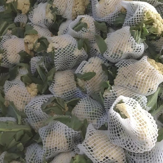 通许县白花菜花  精品有色机花菜，白面青梗，松花菜