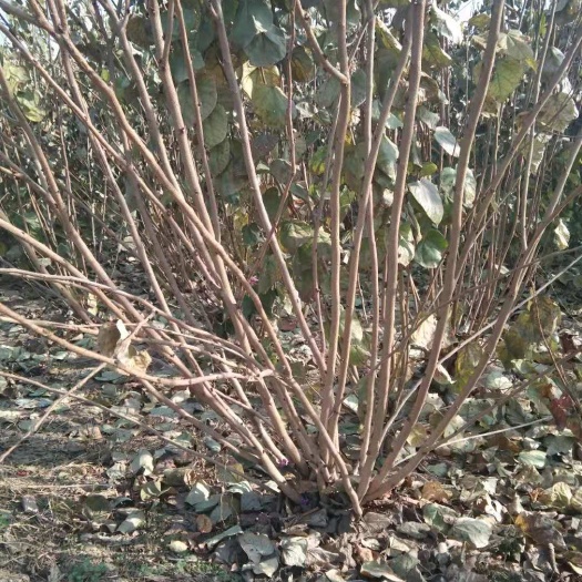 鄢陵县紫荆，丛生紫荆1-3米冠