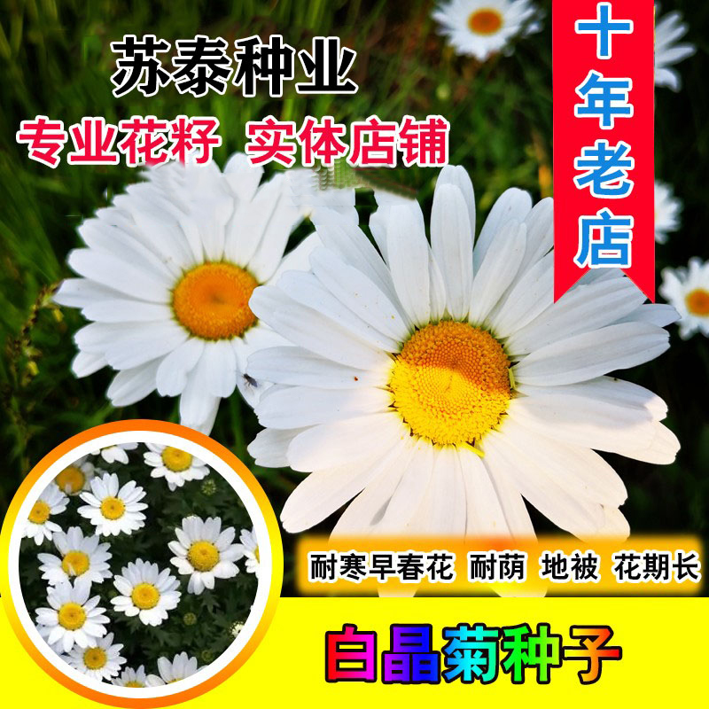 南京白菊种子  白晶菊种子四季种盆栽易种庭院盆栽小雏菊小白菊花籽