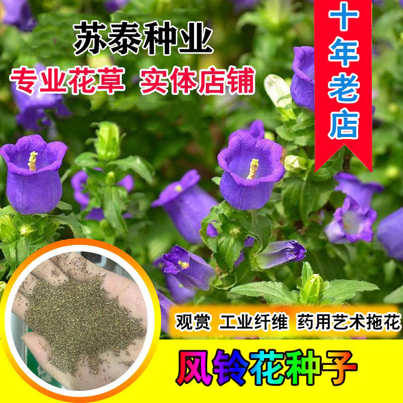 南京风铃草种子 风铃花种子盆栽开花室内外庭院四季种易活花籽草花卉