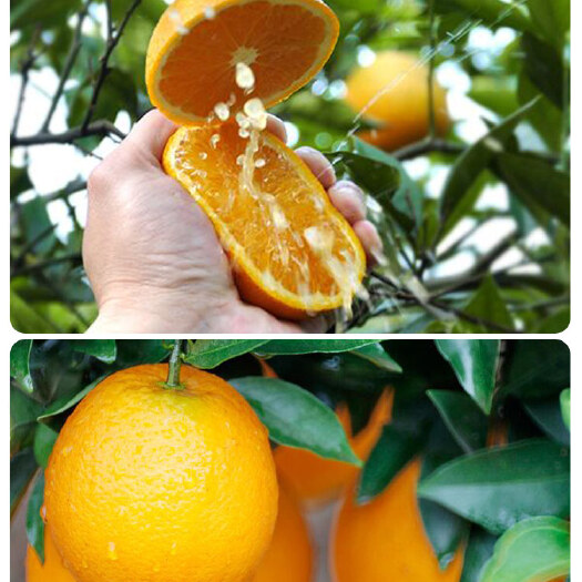 安远县正宗赣南脐橙 纽荷尔品种皮薄肉多 口感超甜 产地直供