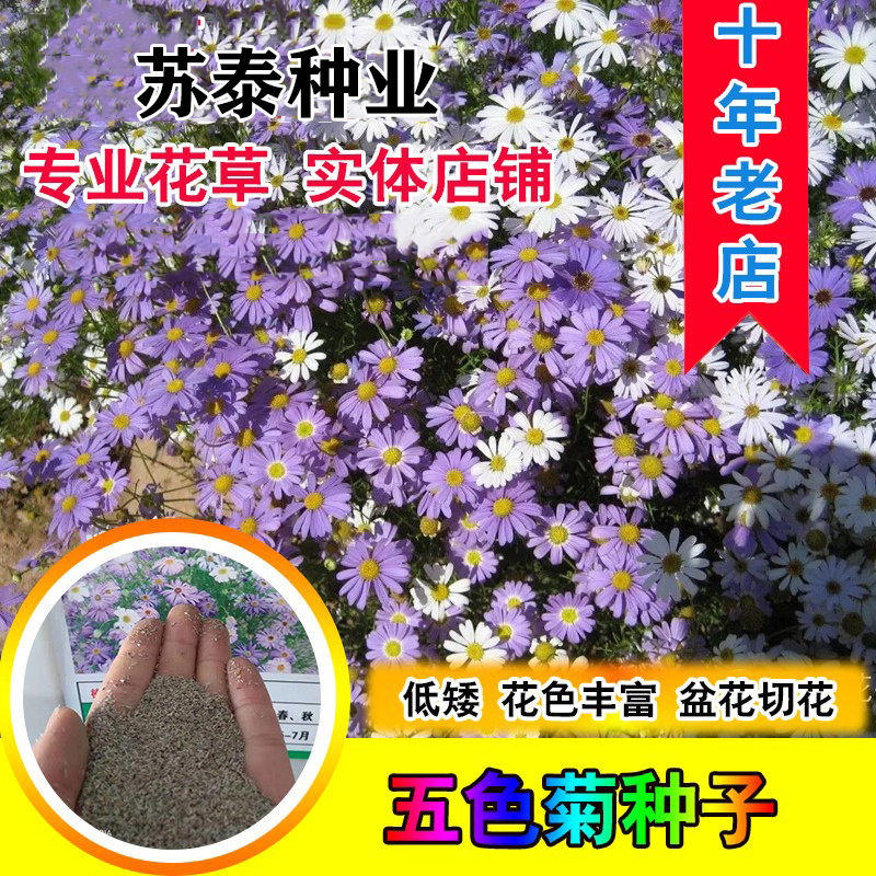 南京五色菊种子 五色菊花种子四季秋花卉室外易种耐热易播活低矮花籽